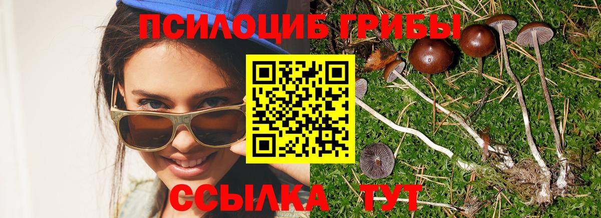 Псилоцибиновые грибы MAGIC MUSHROOMS  Гай  Псилоцибиновые грибы Cubensis 